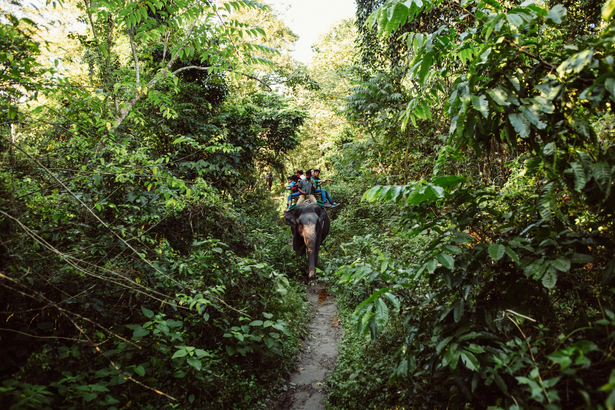 a man riding an elephant through a lush green forest, by Dietmar Damerau, unsplash, sumatraism, avatar image, maintenance photo, pony, ligjt trail