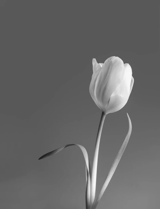 a black and white photo of a single tulip, inspired by Robert Mapplethorpe, monia merlo, white in color, jingna zhang, white and grey