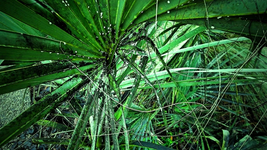 a close up of a plant with water droplets on it, a screenshot, flickr, sumatraism, spider nest, palmtrees, malaysia jungle, nature overgrowth