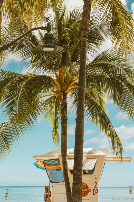 a lifeguard stand on the beach with palm trees, overhead canopy, palms and miami buildings, featured, mango