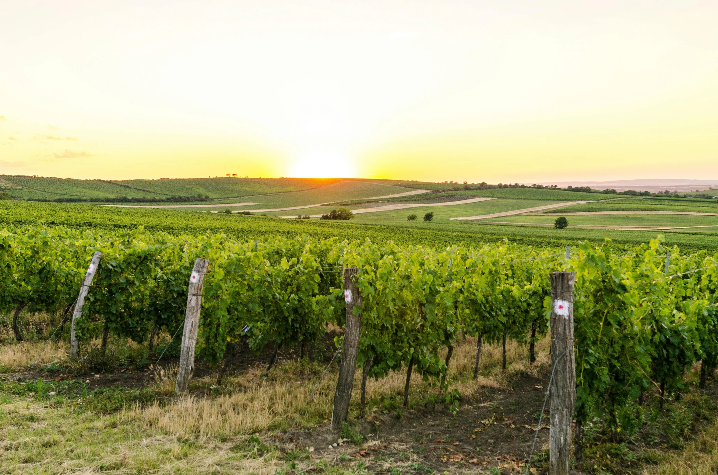 a vineyard with a sunset in the background, southern slav features, iconic scene, profile image, conde nast traveler photo