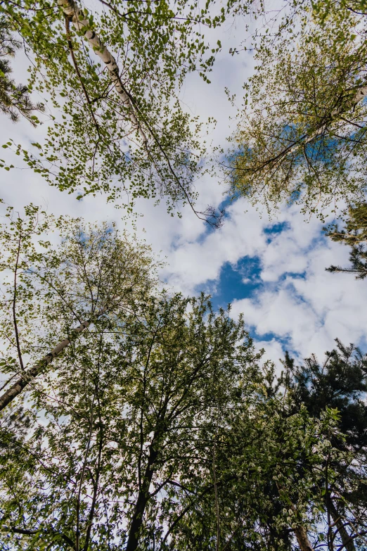 a group of trees in a forest looking up at the sky, inspired by Jan Rustem, unsplash, scattered clouds, willows, high angle shot, ((trees))