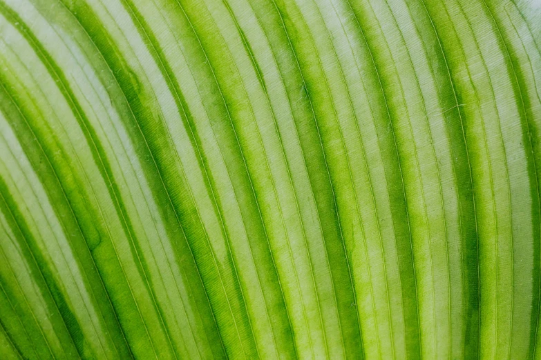 a close up of a leaf of a plant