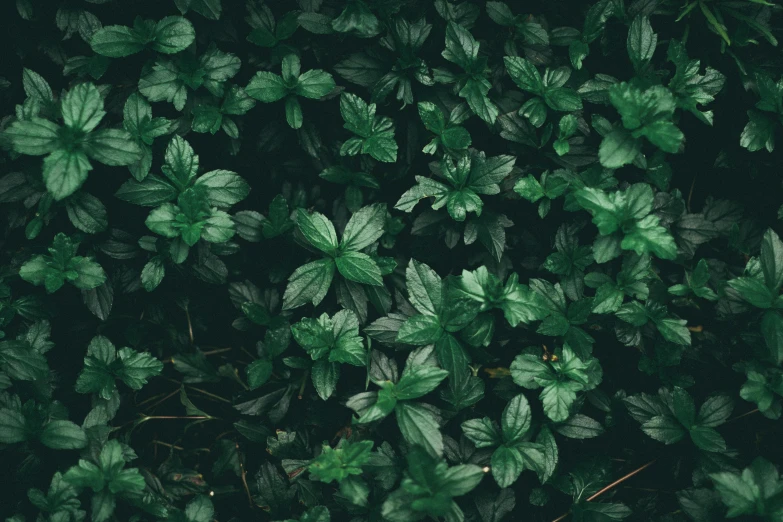 a close up of a plant with green leaves, trending on unsplash, hurufiyya, alessio albi, shrubs, a high angle shot, forest floor