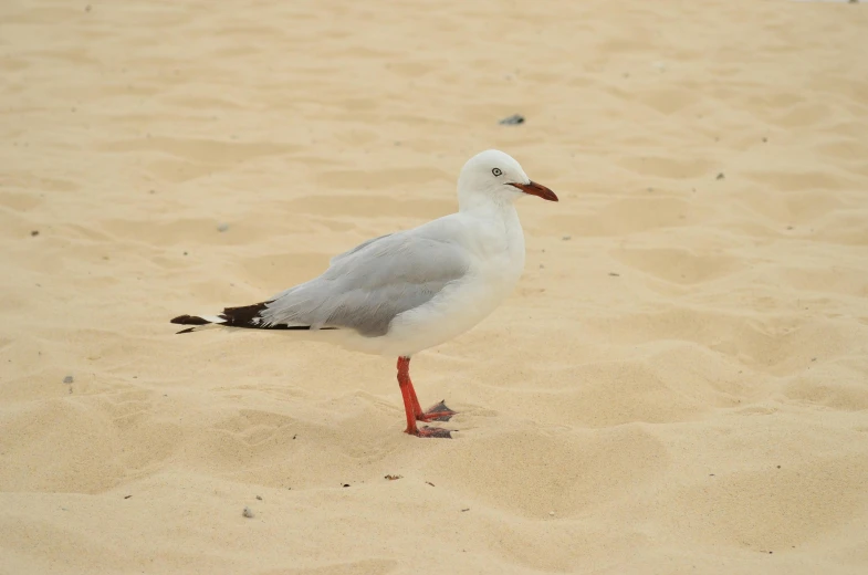 a white bird standing on top of a sandy beach, manly, pale grey skin, red sand, close - up photograph