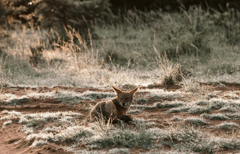 a dog that is laying down in the grass, a photo, by Emma Andijewska, pexels contest winner, samburu, miniature fox, warm glow coming the ground, in the morning light