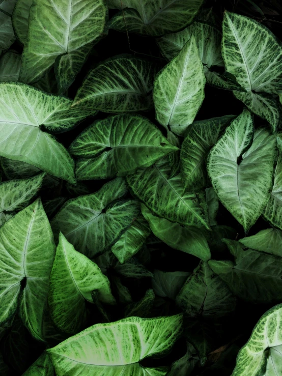 a close up of a bunch of green leaves, trending on pexels, renaissance, surrounded, highly upvoted, organics, high quality product image”