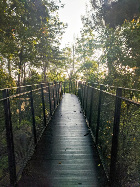 a bridge in the middle of a wooded area, towering high up over your view, walking down, filled with natural light, overlooking