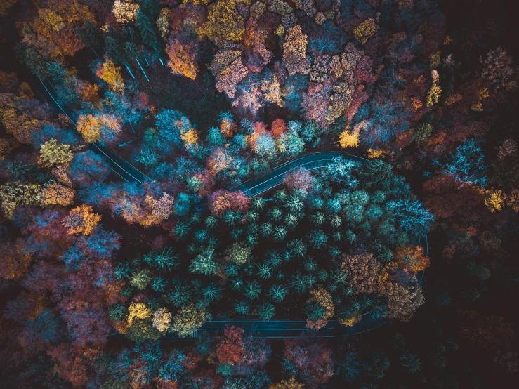 an aerial view of a winding road surrounded by colorful trees, by Adam Marczyński, unsplash contest winner, in the middle of dark forest, candy forest, thumbnail, helicopter view