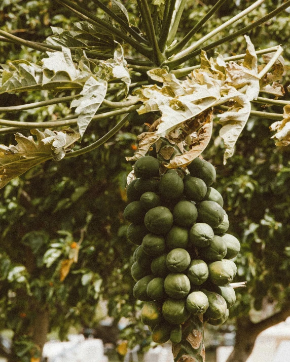 a bunch of green papanas hanging from a tree, by Elsa Bleda, unsplash, passion fruits, walnuts, thumbnail, wine