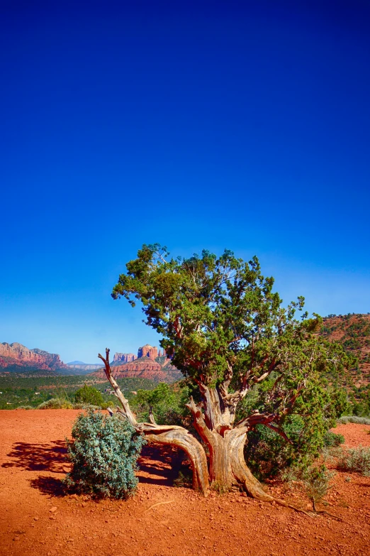 a tree sitting in the middle of a desert, sedona's cathedral rock bluff, vibrant vegetation, album, view