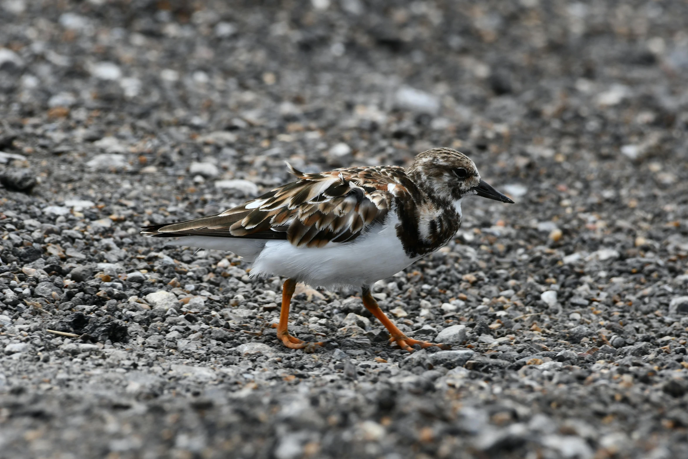 a close up of a small bird on the ground, crystal ruff, 🦩🪐🐞👩🏻🦳, white with black spots, hunting