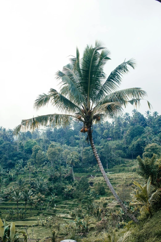 a palm tree sitting on top of a lush green hillside, bali, carson ellis, 1990s photograph, wide scene