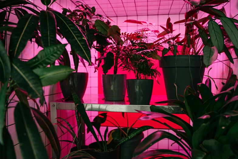 a shelf filled with lots of potted plants, inspired by Elsa Bleda, trending on unsplash, pink neon lights, ((pink)), green and red, blacklight aesthetic