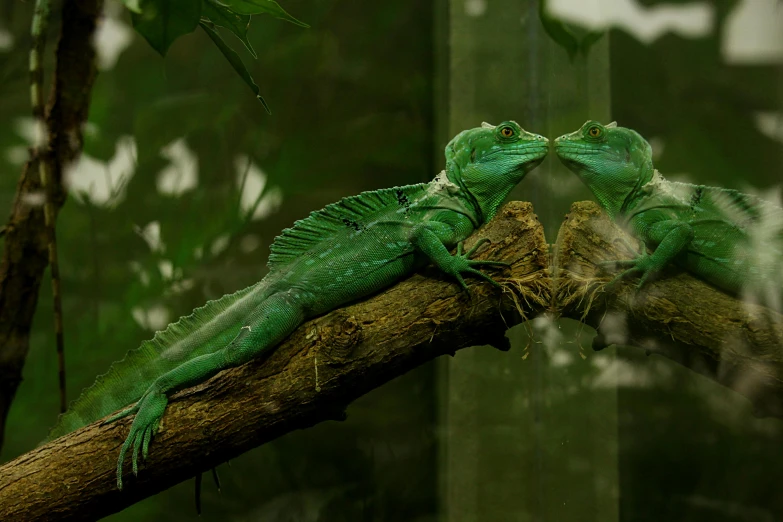 a couple of green lizards sitting on top of a tree branch, by Adam Marczyński, pexels contest winner, photorealism, dragon kissing, reflection, vivarium, langford's basilisk