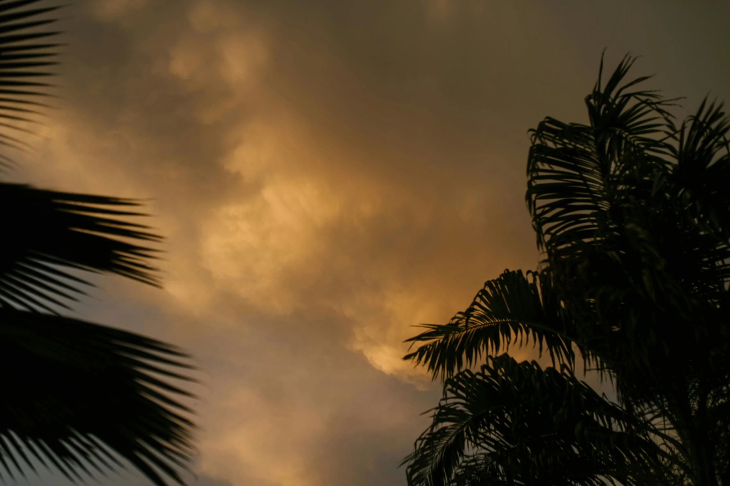 palm trees are silhouetted against a cloudy sky, unsplash, australian tonalism, brown, hurricane stromy clouds, golden hour photo, cinematic shot ar 9:16 -n 6 -g