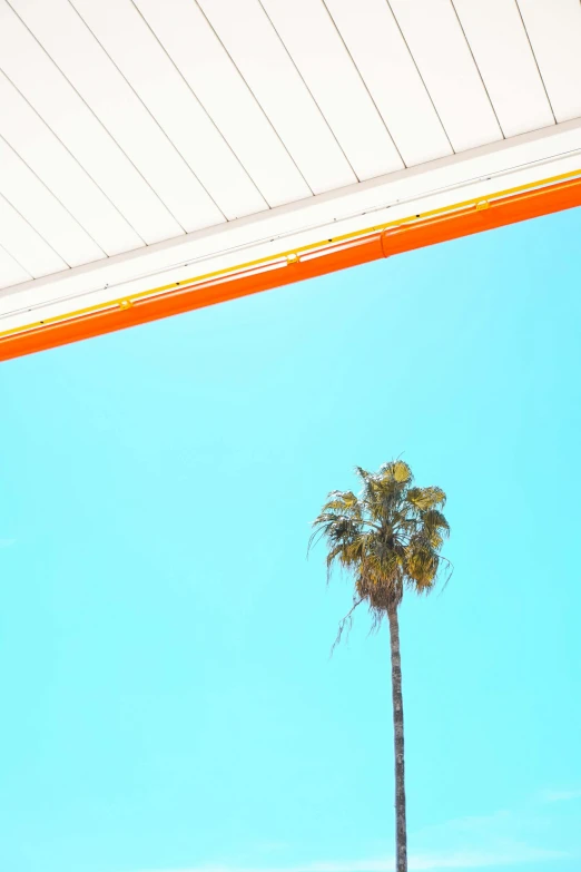 a palm tree in front of a blue sky, inspired by Edward Ruscha, unsplash, orange roof, medium format color photography, canopies, eichler home