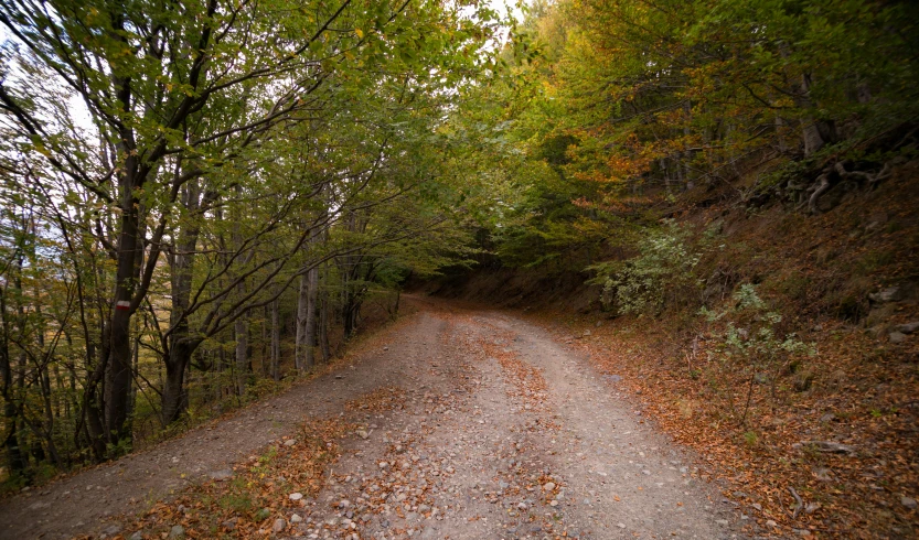 a dirt road in the middle of a forest, by Cedric Peyravernay, pexels, les nabis, 2 5 6 x 2 5 6 pixels, turkey, mid fall, today\'s featured photograph 4k