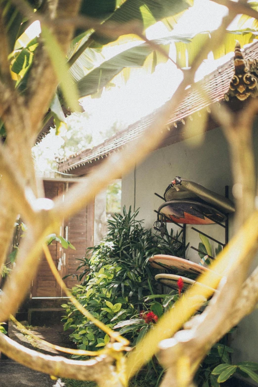 a house that has a bunch of surfboards in it, pexels contest winner, lush plants and lanterns, bali, natural soft light, an antique