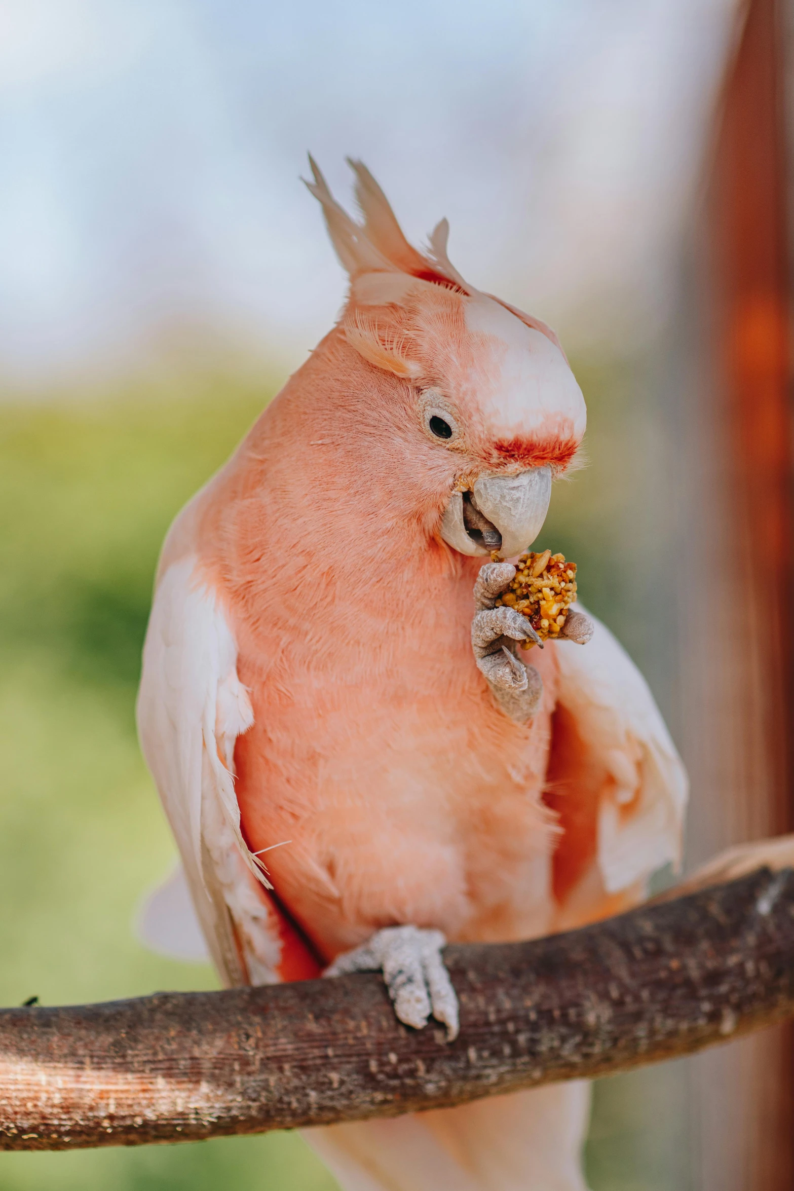 a close up of a bird on a branch, cockatoo holding a trumpet, toned orange and pastel pink, eating outside, slide show