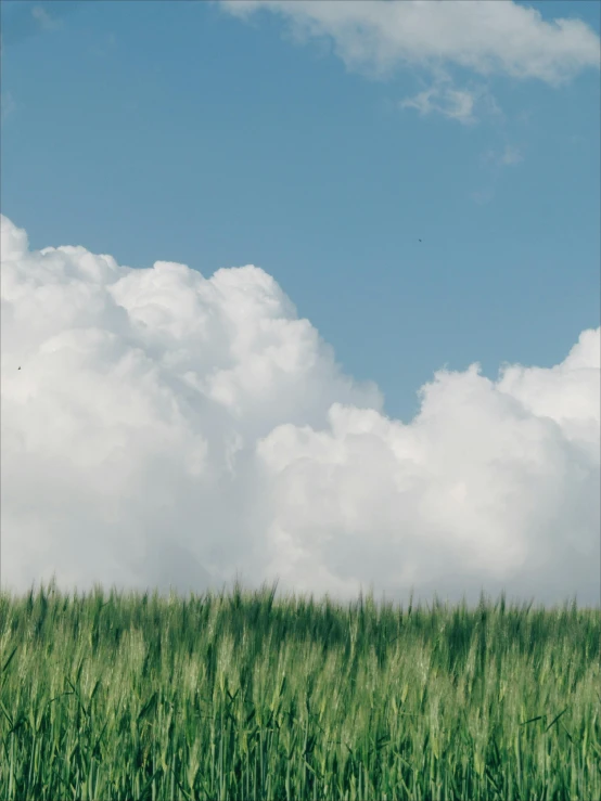 a field of green grass with a blue sky in the background, an album cover, unsplash, renaissance, cumulus, pc screen image