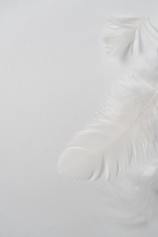 a white feather on a white background, inspired by Anna Füssli, pexels contest winner, 15081959 21121991 01012000 4k, made of feathers, angelic features, white stockings
