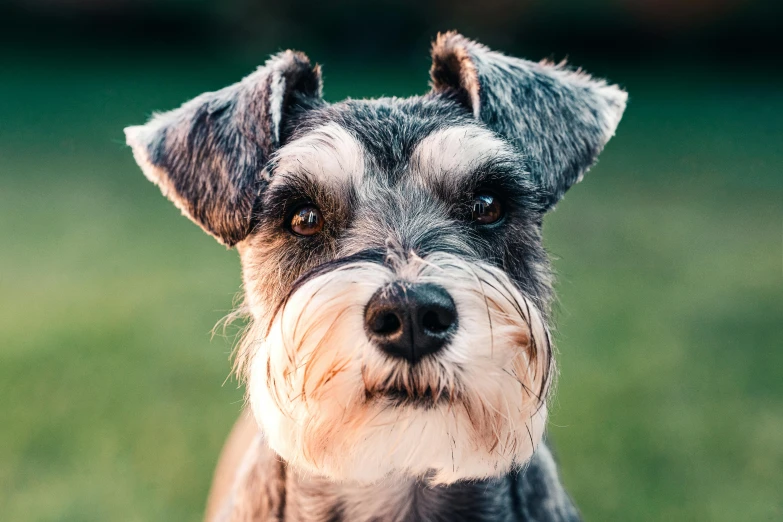a small dog sitting on top of a lush green field, pexels contest winner, photorealism, grey ears, close - up face, gray beard, 8k 4k