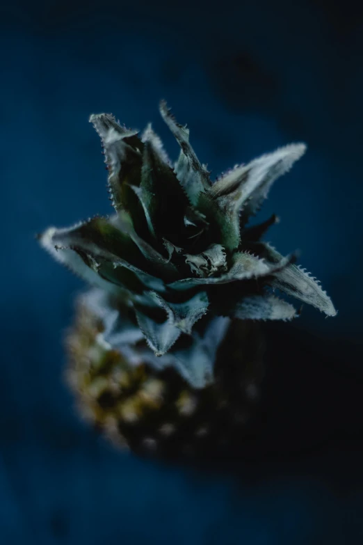 a pineapple sitting on top of a blue surface, a macro photograph, by Adam Marczyński, renaissance, dead plants and flowers, grey, dark photo, full frame image