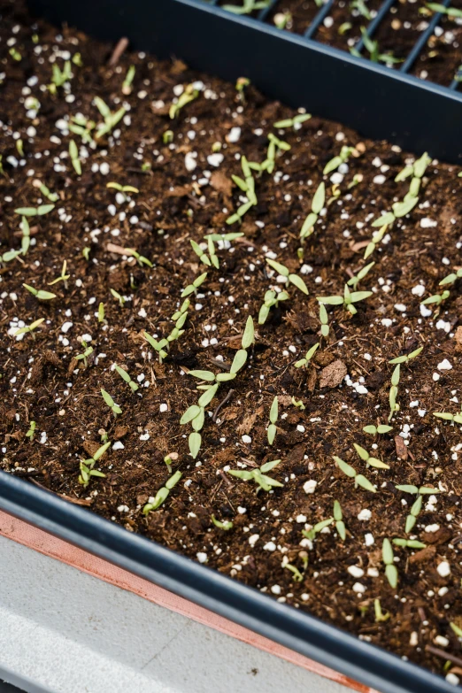 a tray that has some plants in it, happening, medium shot close up, seeds, micro - hurricane, with black vines