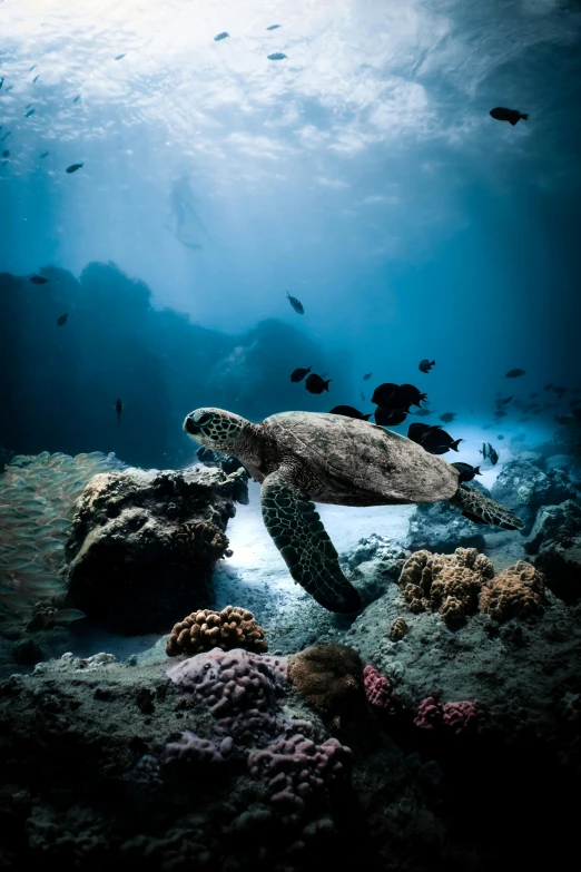 a turtle that is swimming in the water, a picture, by Daniel Seghers, unsplash contest winner, underwater with coral and fish, evening, great barrier reef, quixel megascans