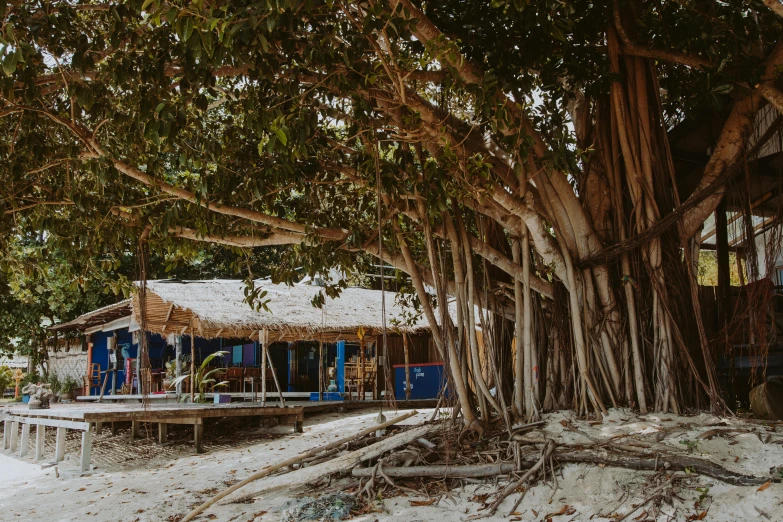 a hut sitting on top of a sandy beach next to a tree, massive trees with warm windows, songlines, quirky shops, blue trees