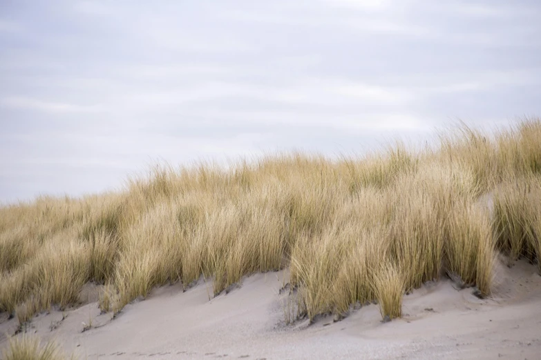 a man riding a surfboard on top of a sandy beach, unsplash, minimalism, weeds and grass, silver，ivory, autumn wind, background image