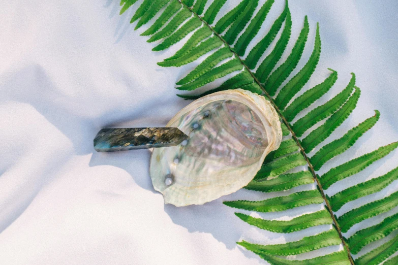 a close up of a shell and a leaf, an album cover, unsplash, hurufiyya, oysters, jewelry iridescent, fern, spoon placed