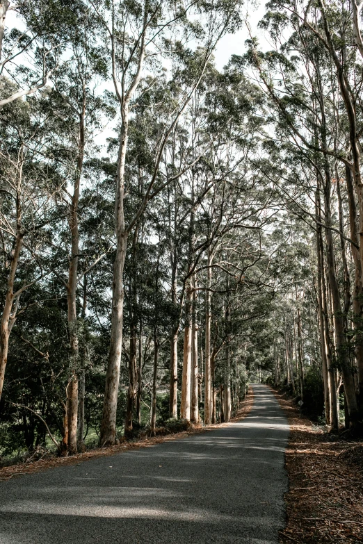 a street lined with lots of trees next to a forest, eucalyptus, bright and moody, touring, highly upvoted