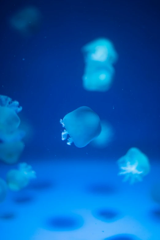 a group of jellyfish swimming in an aquarium, by Jessie Algie, pexels, with a blue background, 4k -