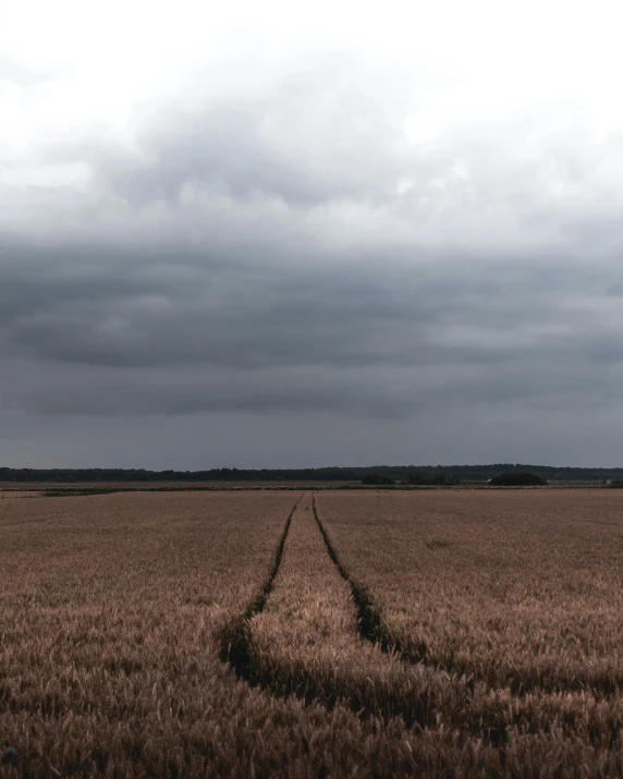 a field of wheat under a cloudy sky, an album cover, unsplash, color field, dark overcast weather, swedish countryside, muted browns, on a dark winter's day