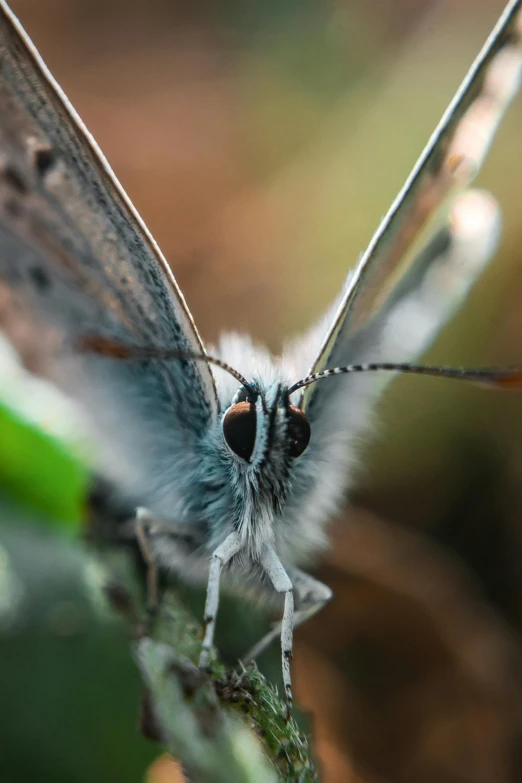 a close up of a butterfly on a leaf, by Jesper Knudsen, light grey-blue eyes, full frame image, smug expression, close-up photograph