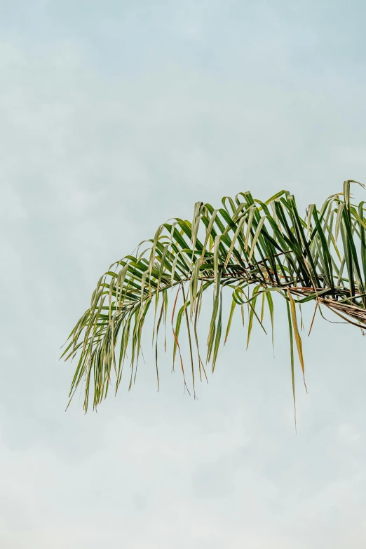 a bird sitting on top of a palm tree, by Carey Morris, unsplash, visual art, sustainable materials, with branches reaching the sky, slightly minimal, big leaf bra