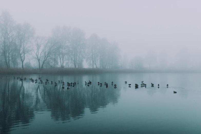 a flock of ducks floating on top of a lake, inspired by Elsa Bleda, pexels contest winner, tonalism, gloomy foggy atmosphere, spooky photo, foggy landscape, 🦑 design