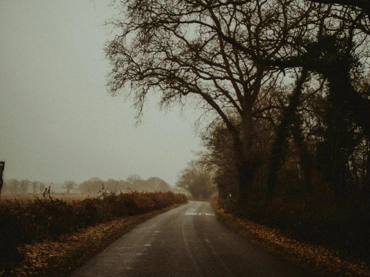 an empty road surrounded by trees on a foggy day, an album cover, pexels contest winner, background image, brown, gloomy skies, slight haze