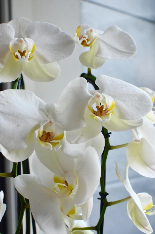 a vase filled with white flowers next to a window, moth orchids, neck zoomed in, highly polished, upclose