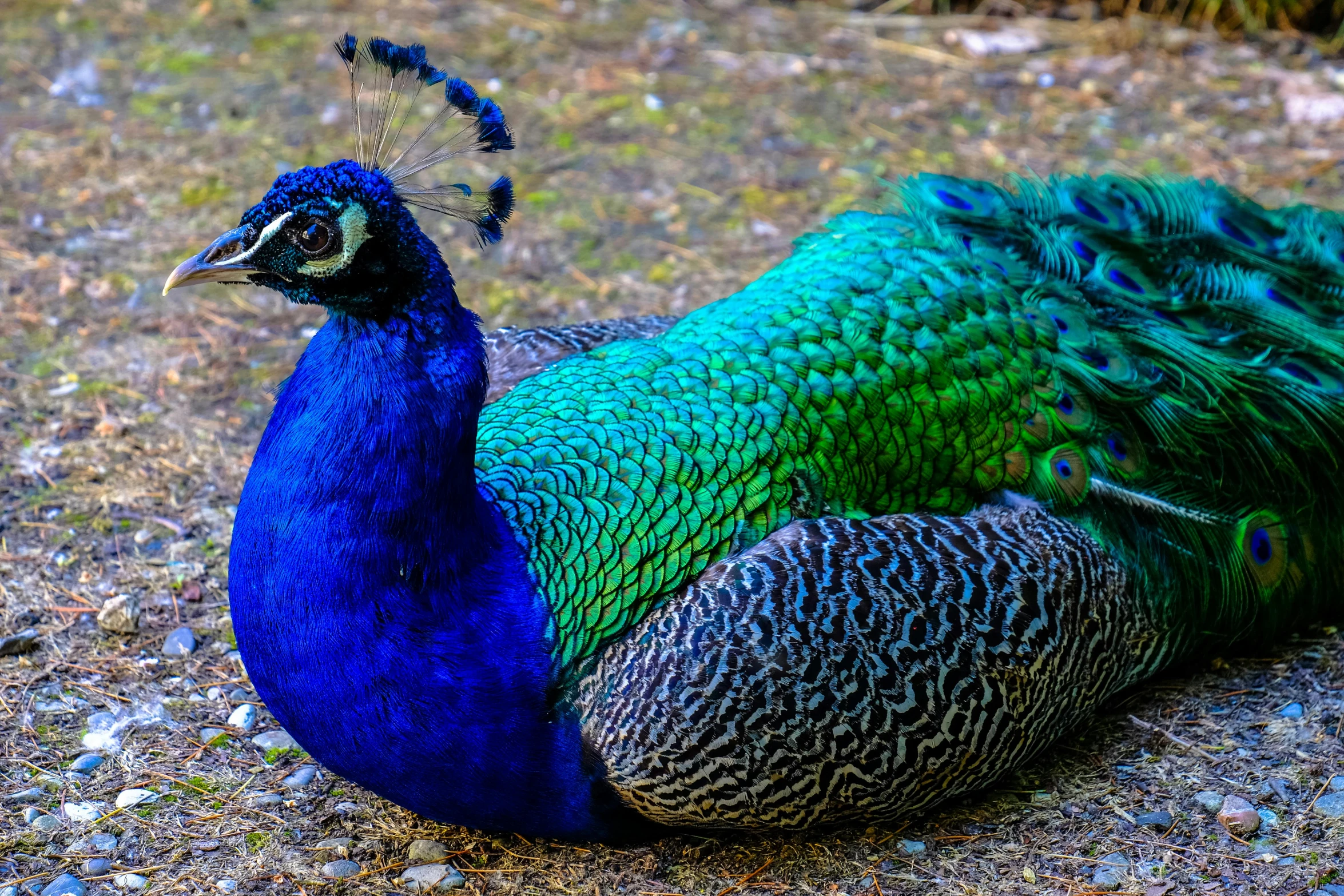 a blue and green peacock laying on the ground, by Meredith Dillman, pexels contest winner, renaissance, extremely handsome, 🦩🪐🐞👩🏻🦳, various colors, beautiful animal pearl queen