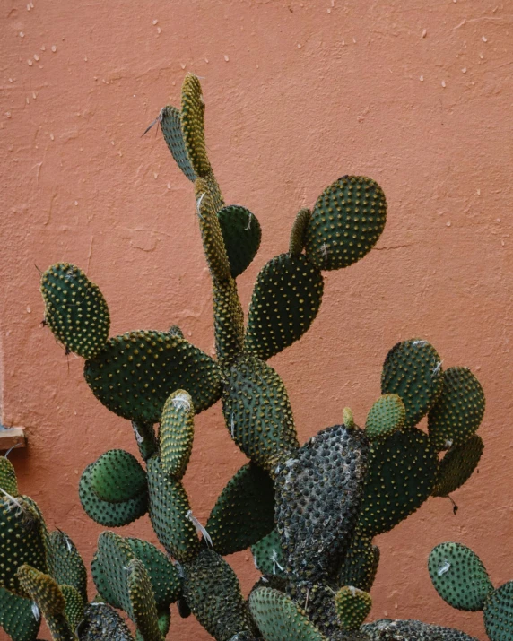 a close up of a cactus plant in front of a building, inspired by Elsa Bleda, pexels contest winner, photorealism, terracotta, spotted, no cropping, ilustration