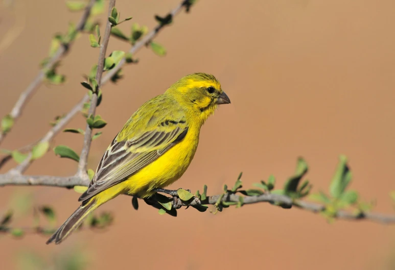 a yellow bird sitting on top of a tree branch, new mexico, fast paced, 1 female, goatee