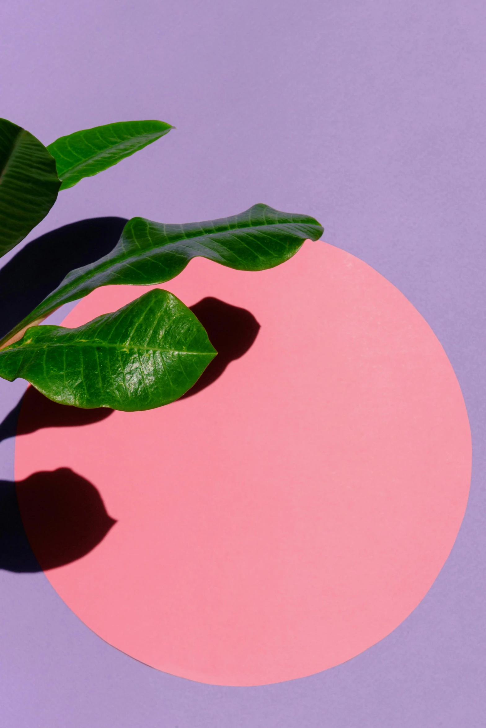 a plant sitting on top of a pink circle, inspired by Ren Hang, trending on unsplash, lush and colorful eclipse, sustainable materials, fully rendered light to shadow, promo image