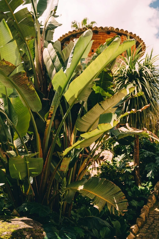 a man riding a skateboard on top of a lush green field, inspired by Thomas Struth, renaissance, tropical houseplants, large leaves, banana, standing in a botanical garden