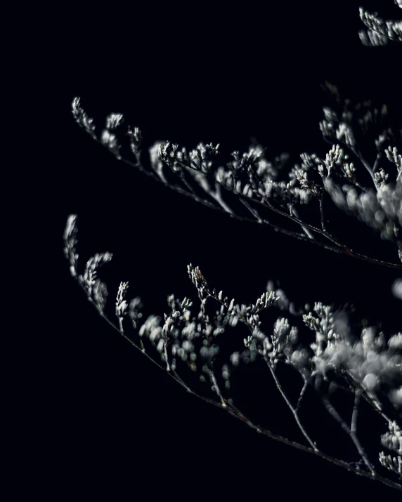 a black and white photo of a plant, by Anna Boch, art photography, night sky full of flowers, quixel, gypsophila, dramatic lighting - n 9