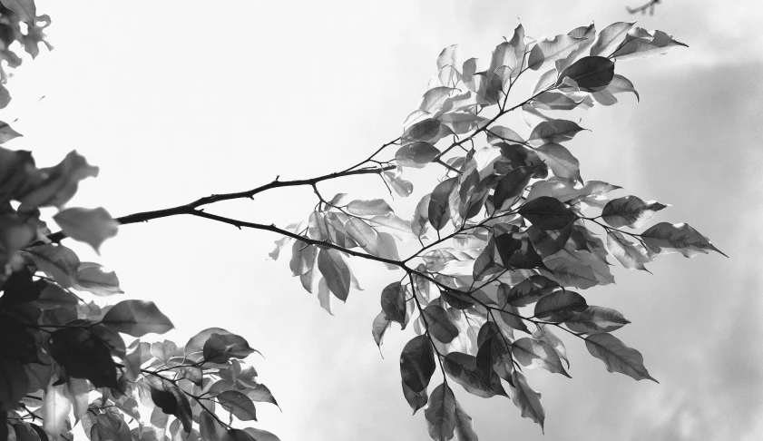 a black and white photo of a tree branch, unsplash, minimalism, flying leaves on backround, photographic print, high detail photo, photo on iphone