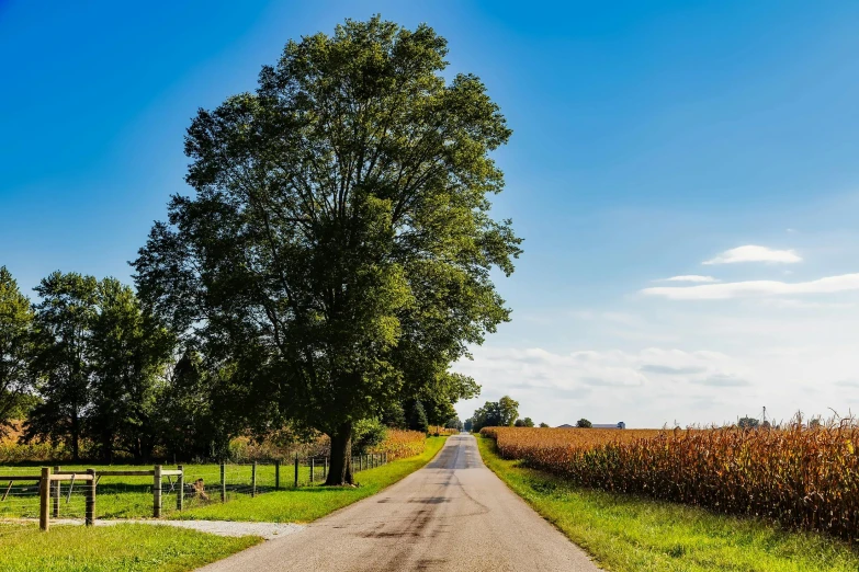 a country road in the middle of a cornfield, by Dan Content, pexels contest winner, a tall tree, sunny day time, midwest town, slide show