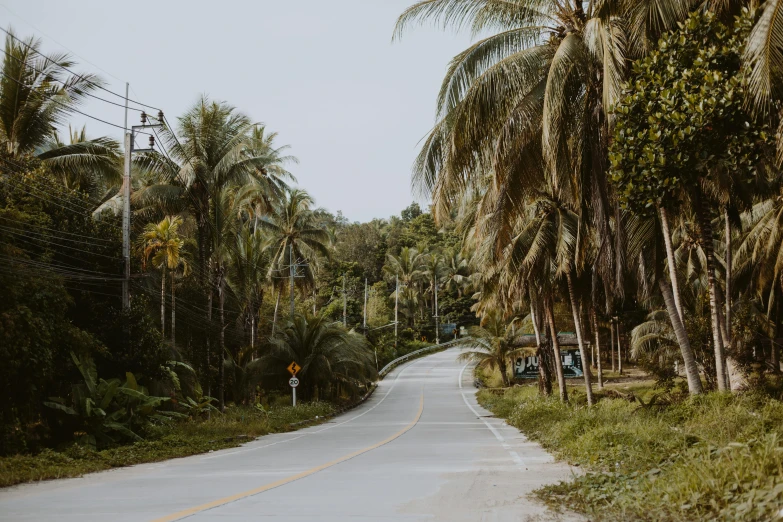 a man riding a motorcycle down a road surrounded by palm trees, pexels contest winner, sumatraism, jen atkin, lush countryside, background image, thailand